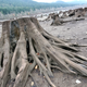 Illustration for article titled Rattlesnake Ledge - PNWs Most Misunderstood Hike